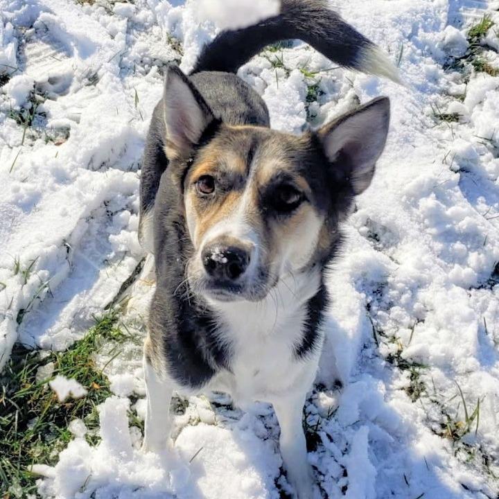 Enlarge Brooke, a Adoptable Mixed Breed in Danville, KY image 2/5