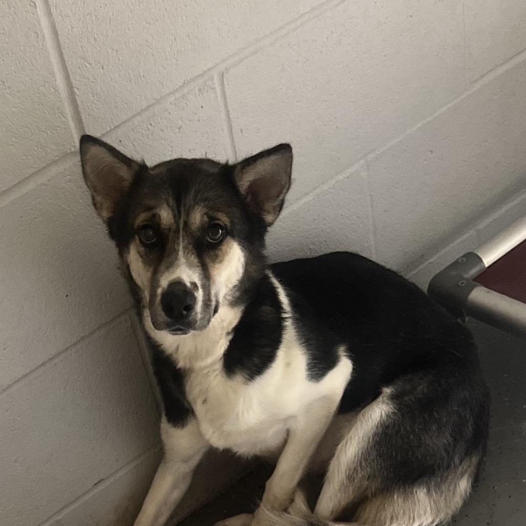 Enlarge Brooke, a Adoptable Mixed Breed in Danville, KY image 3/5