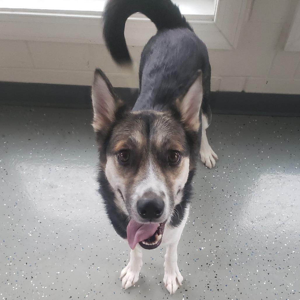 Enlarge Brooke, a Adoptable Mixed Breed in Danville, KY image 4/5