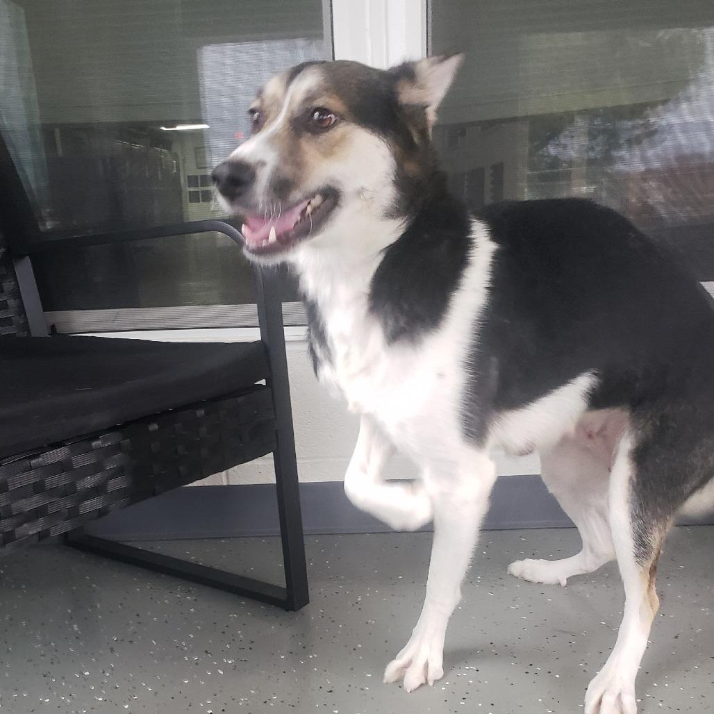 Enlarge Brooke, a Adoptable Mixed Breed in Danville, KY image 5/5