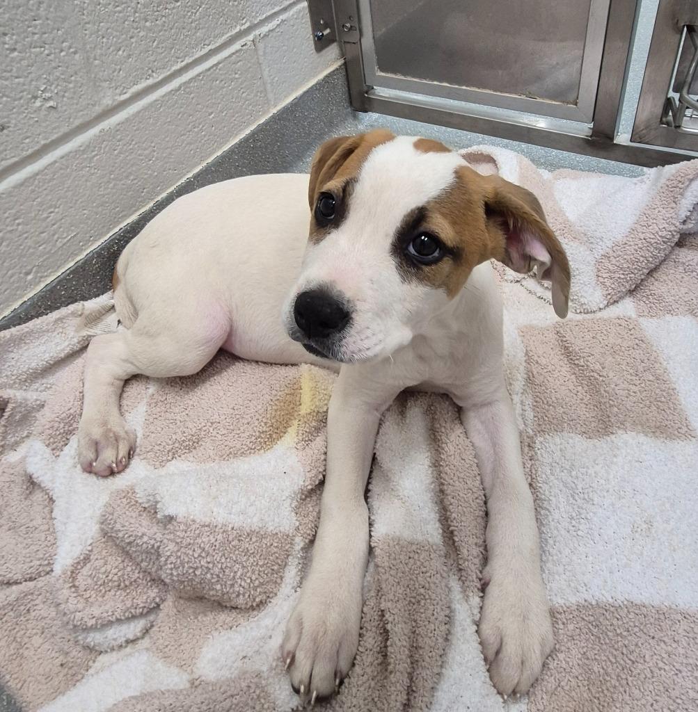 Patsy “Pawline Cline” Furrow, Adoptable, Puppy Female Labrador Retriever.
