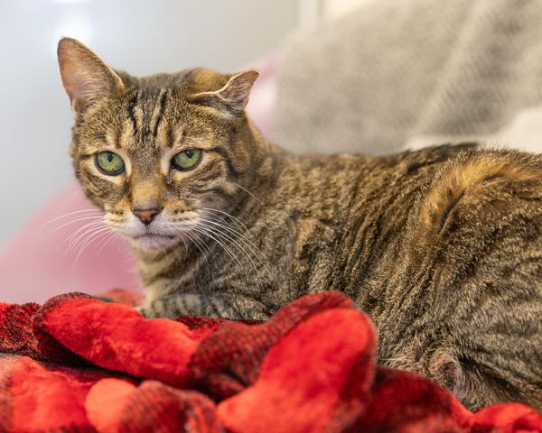 Enlarge EDGAR, a Adoptable Domestic Short Hair in Leesburg, VA image 1/1