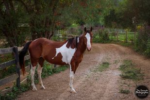 Nyssa, Adult Female unknown