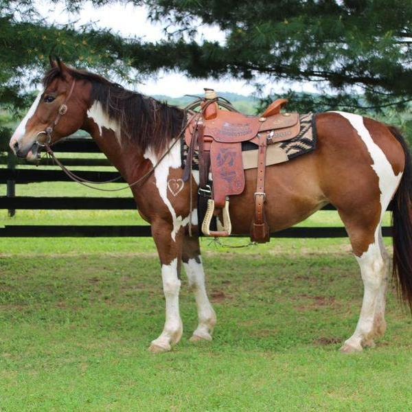 Enlarge Nyssa, a Adoptable mixed breed in Huntington, WV image 2/12