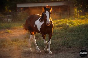 Enlarge Nyssa, a Adoptable mixed breed in Huntington, WV image 3/12