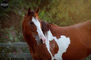 Enlarge Nyssa, a Adoptable mixed breed in Huntington, WV image 4/12