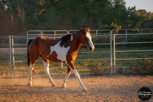Enlarge Nyssa, a Adoptable mixed breed in Huntington, WV image 6/12