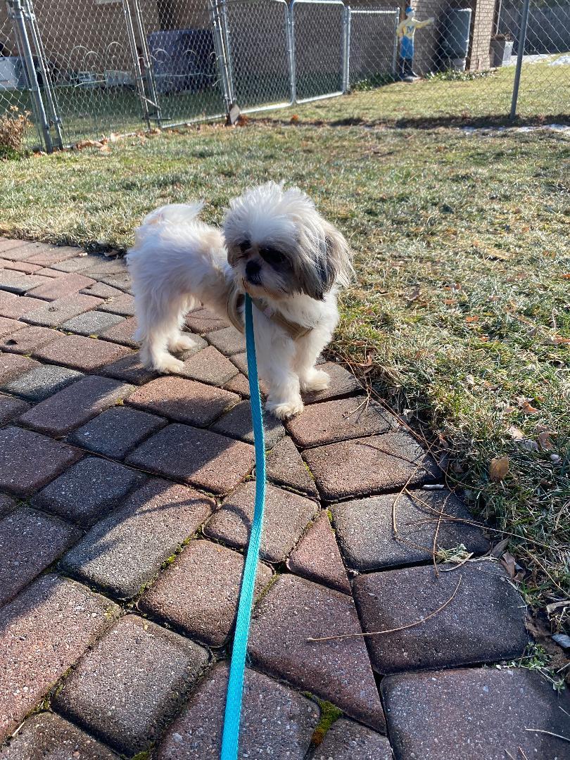 Bambi, Adopted, Young Female Shih Tzu.