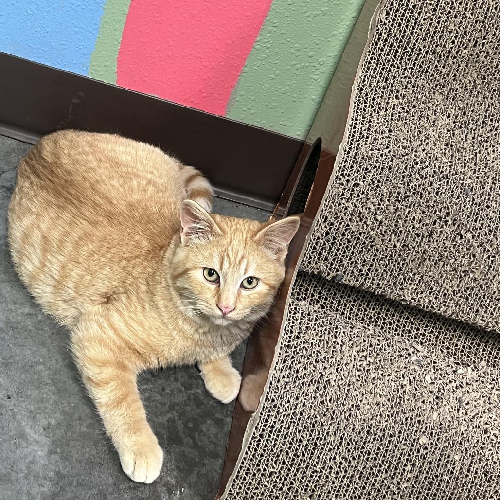 Enlarge Jasper, a Adoptable Domestic Short Hair in Idaho Falls, ID image 1/2