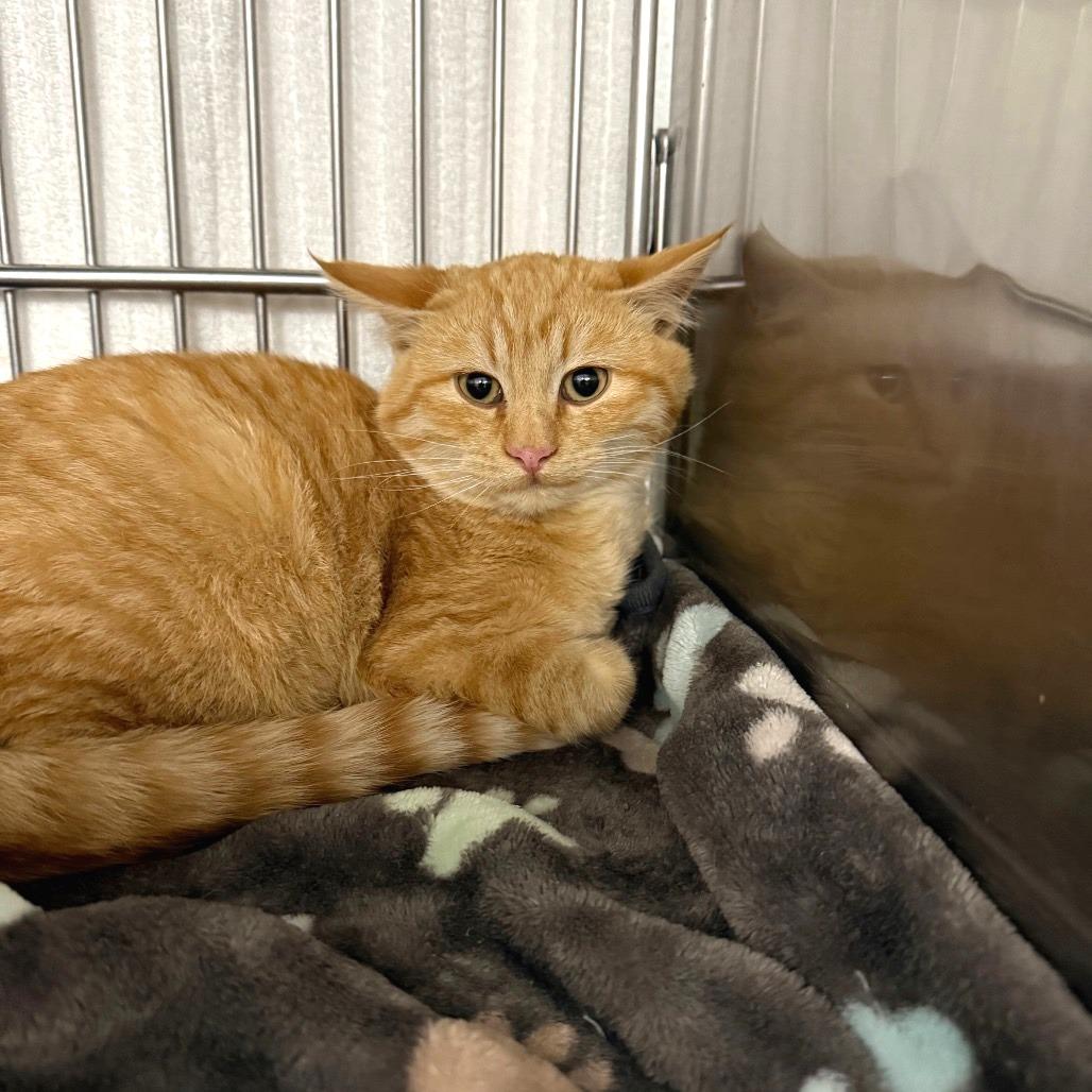 Enlarge Jasper, a Adoptable Domestic Short Hair in Idaho Falls, ID image 2/2