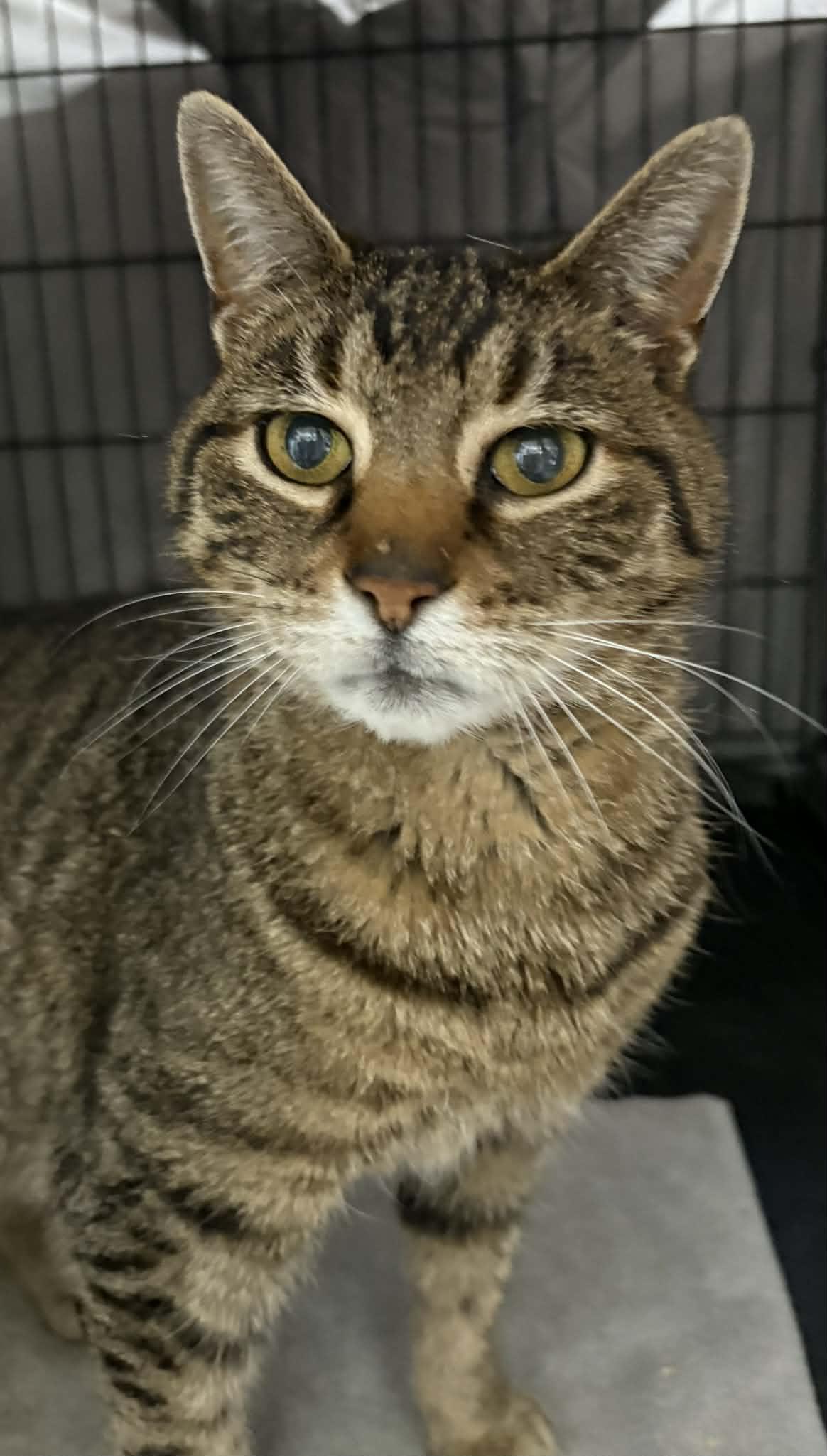 Ajax, ADOPTABLE, Adult Male Domestic Short Hair.