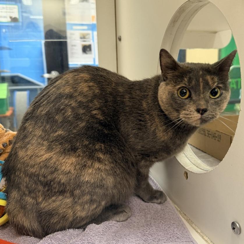 Ember, Adoptable, Adult Female Domestic Short Hair.