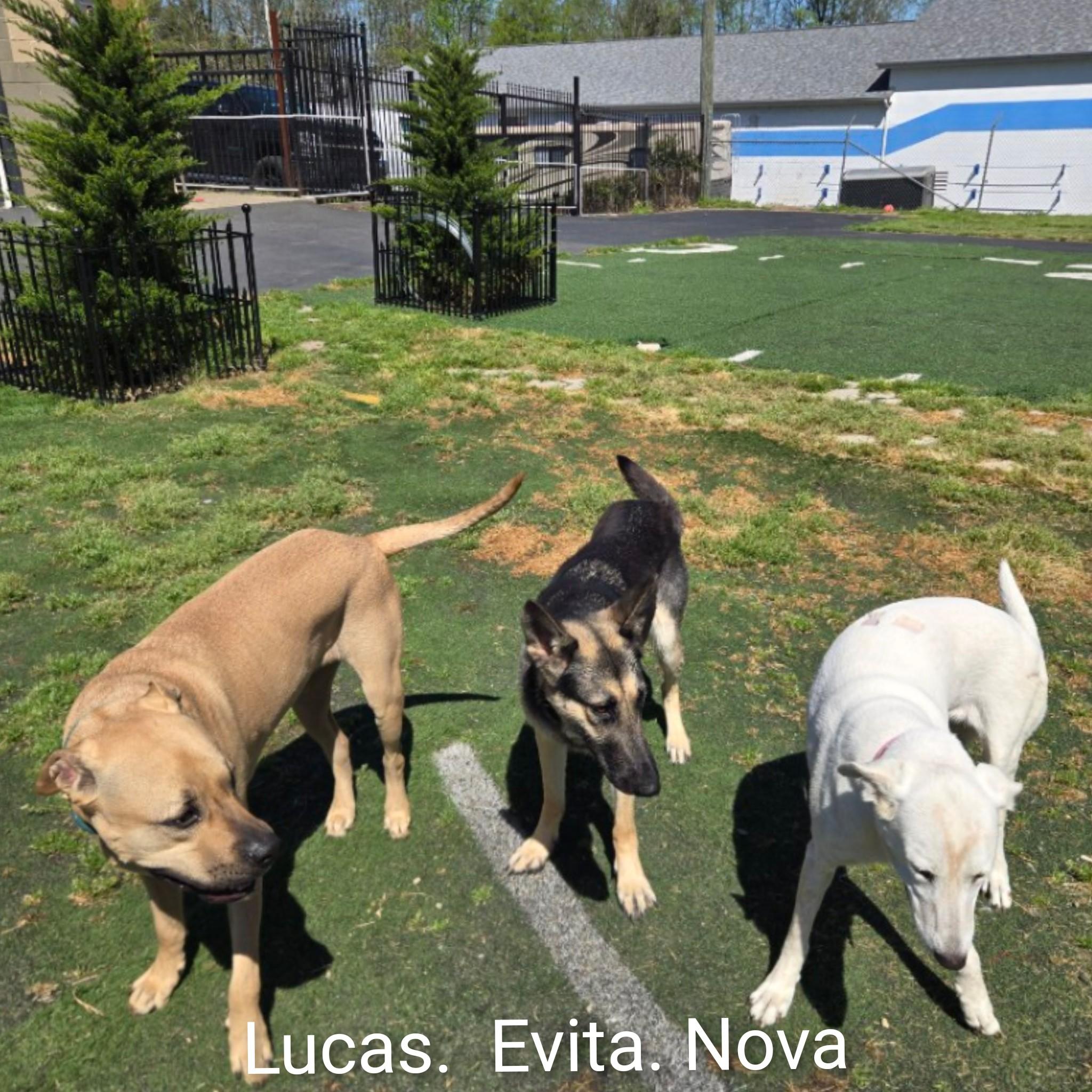 Evita, an adopted mixed breed in Fredericksburg, VA image 2/6