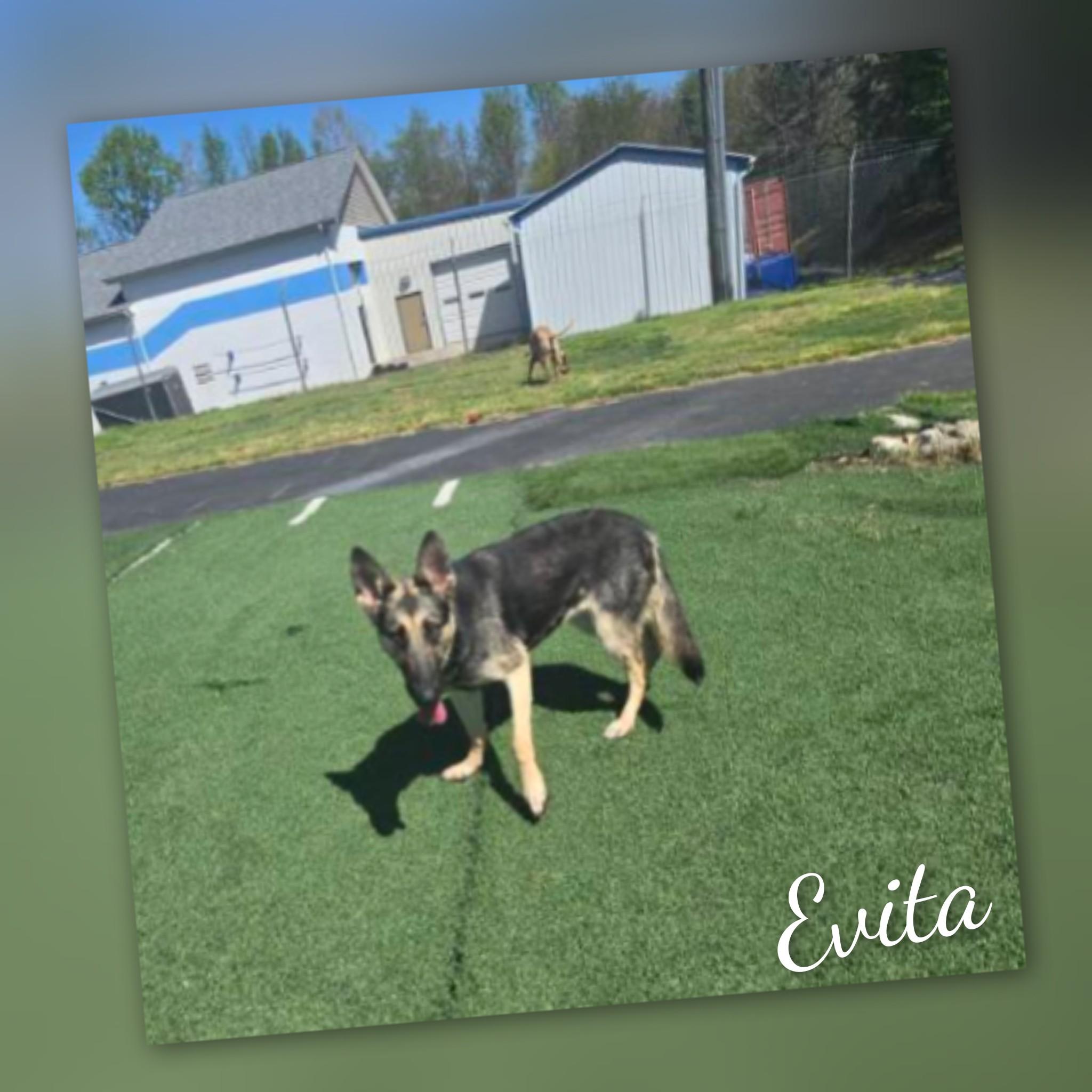 Evita, an adopted mixed breed in Fredericksburg, VA image 5/6