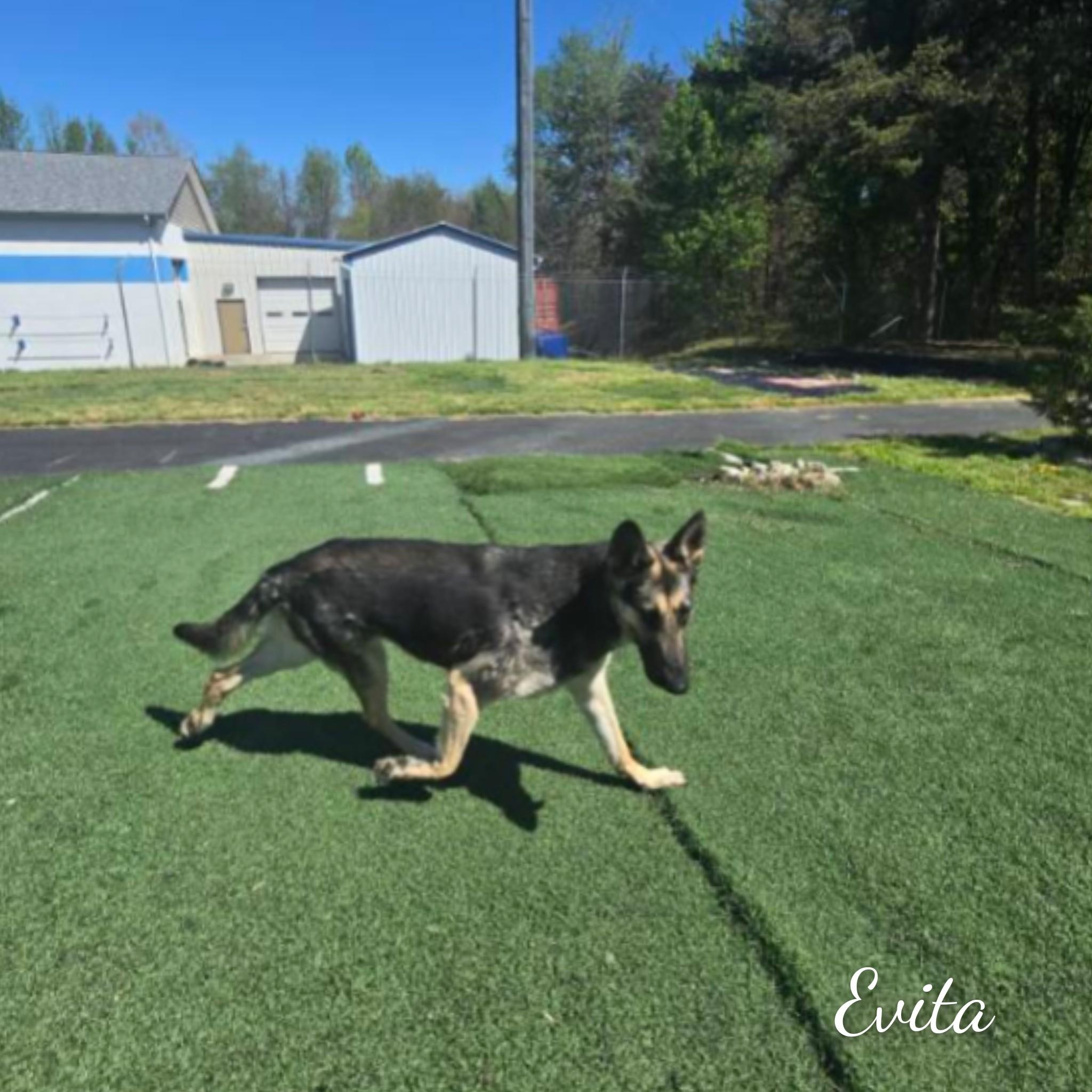 Evita, an adopted mixed breed in Fredericksburg, VA image 3/6