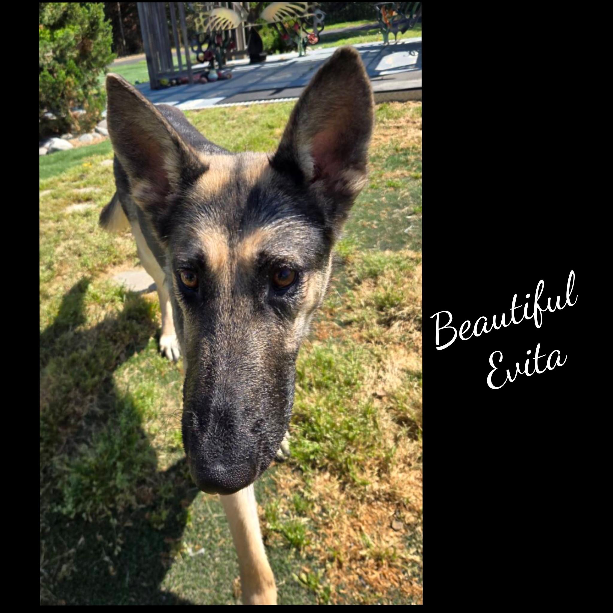 Evita, an adopted mixed breed in Fredericksburg, VA image 6/6
