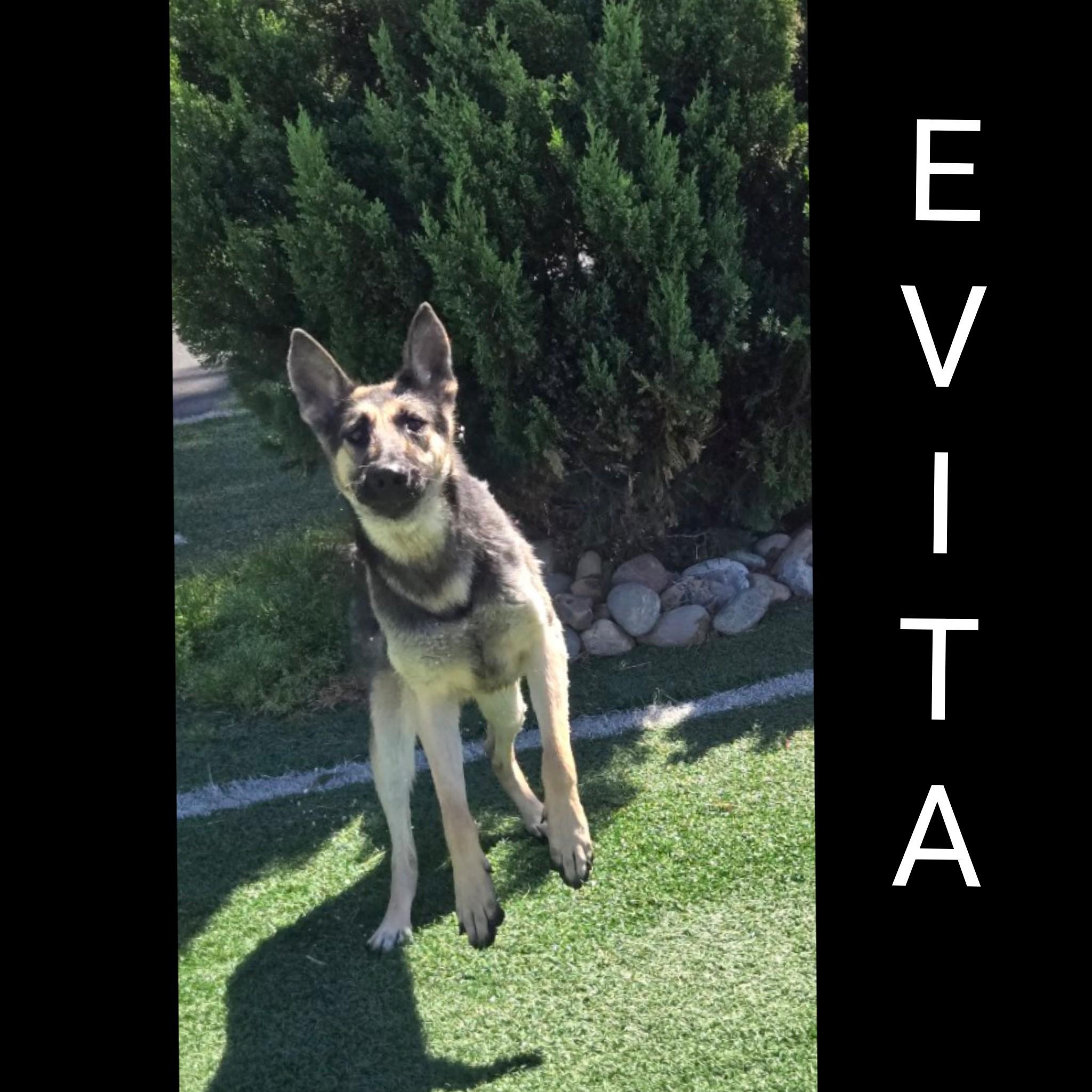 Evita, an adopted mixed breed in Fredericksburg, VA image 1/6