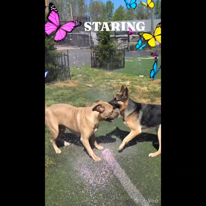 Enlarge Evita, an adopted mixed breed in Fredericksburg, VA video 4/6