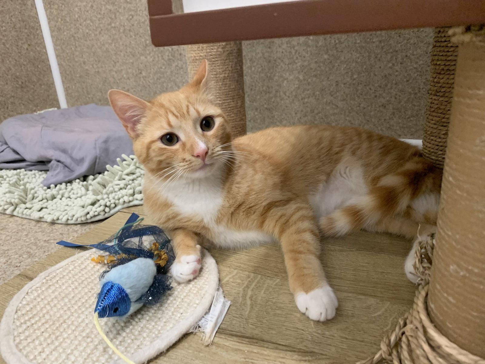 Cheesy Puff, Adopted, Young Male Domestic Short Hair & Tabby.