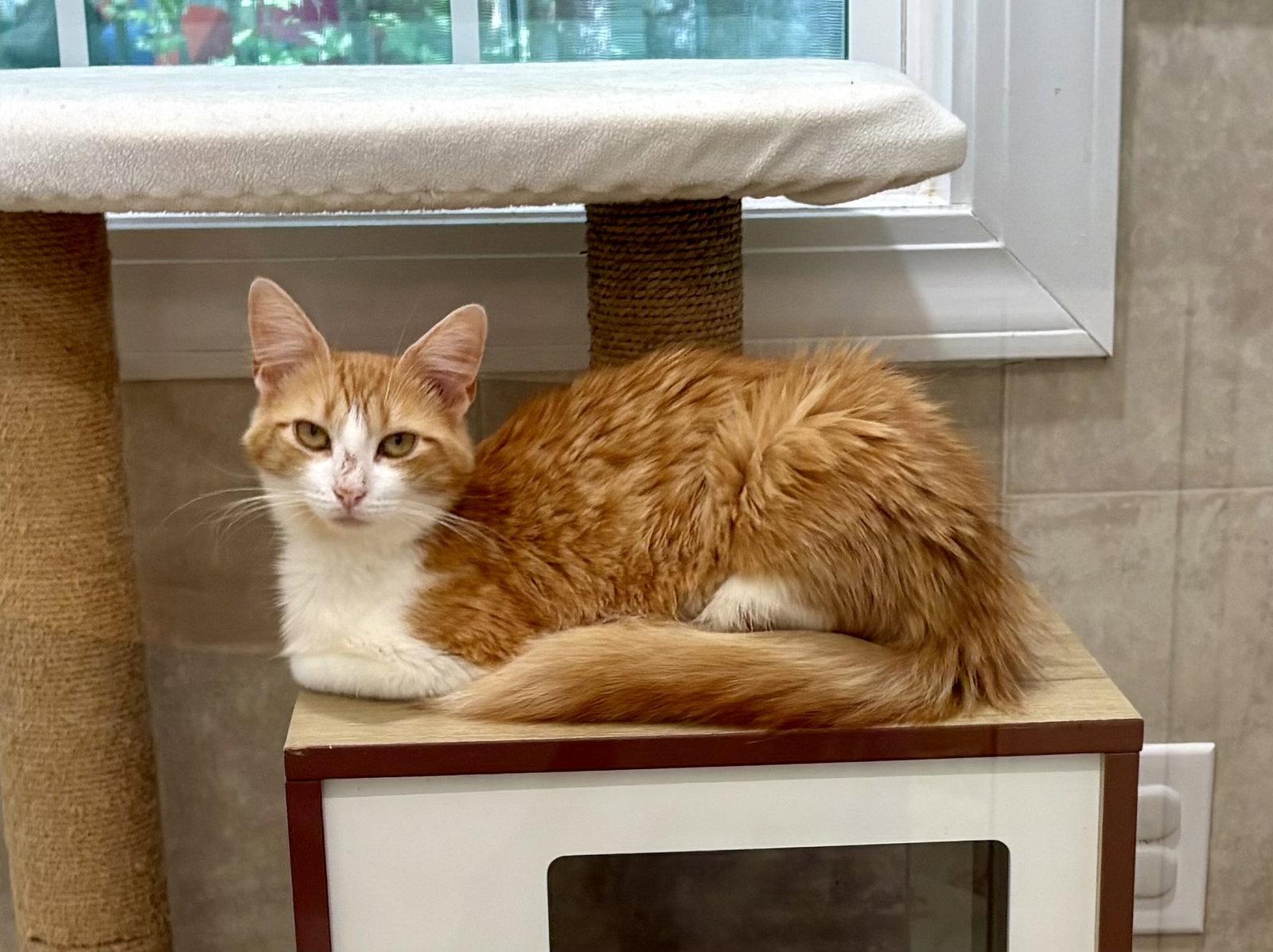 Cheesy Puff, Adopted, Young Male Domestic Short Hair & Tabby.