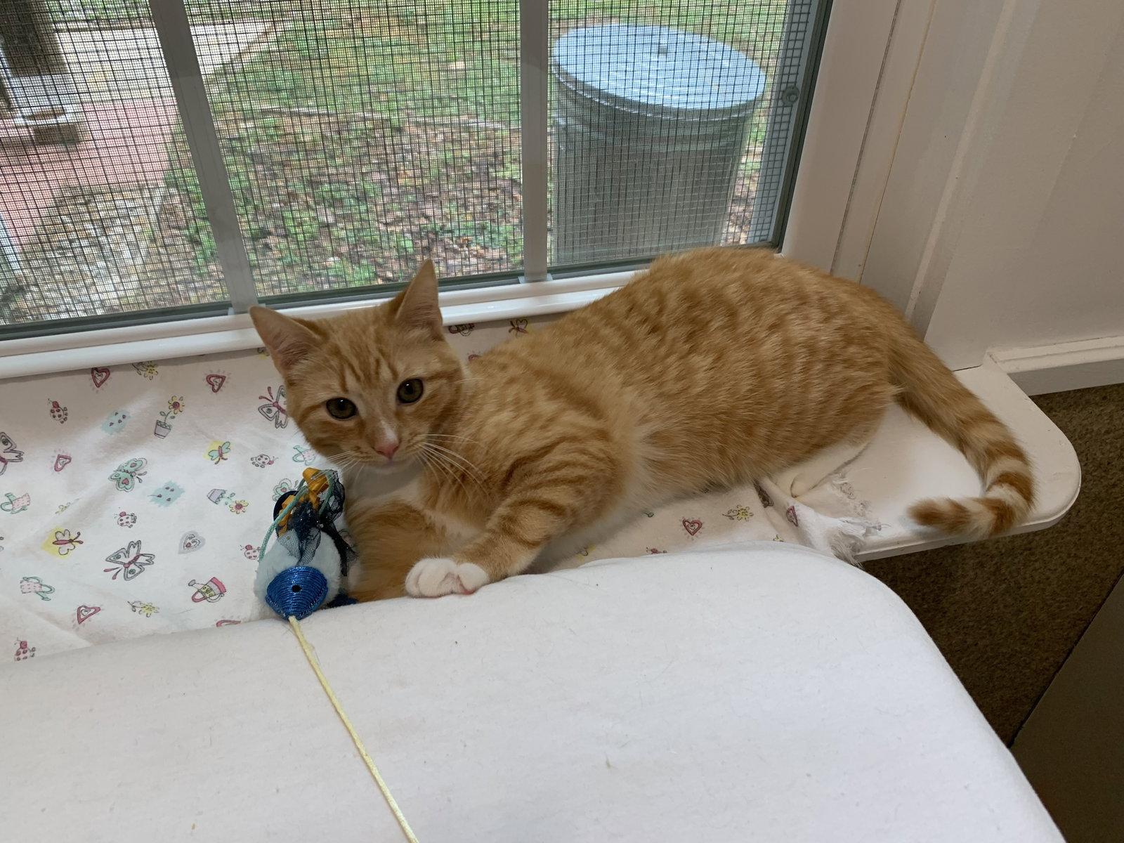 Enlarge Cheesy Puff, a Adopted mixed breed in Mc Cormick, SC image 2/3