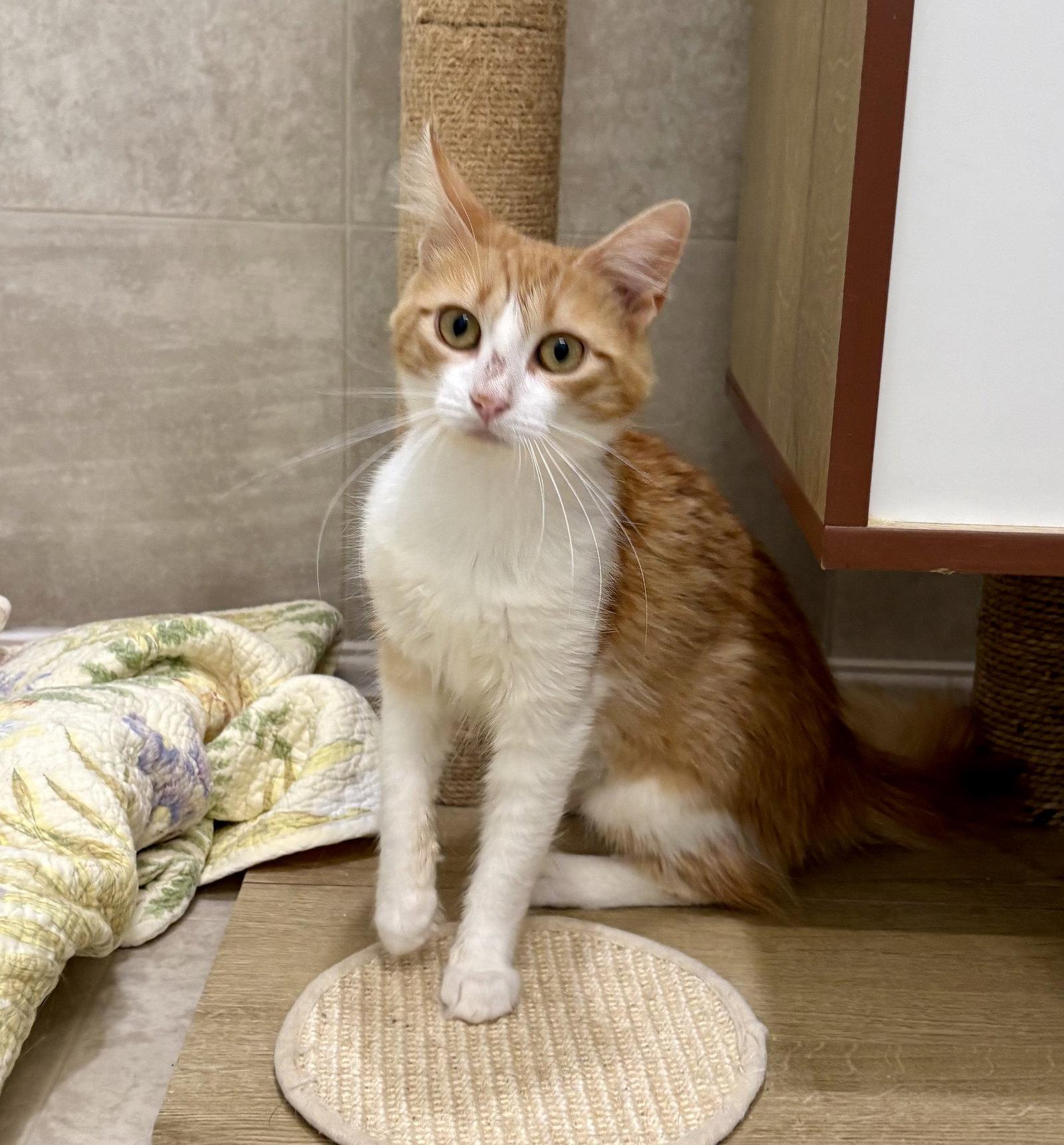 Enlarge Cheesy Puff, a Adopted mixed breed in Mc Cormick, SC image 3/3