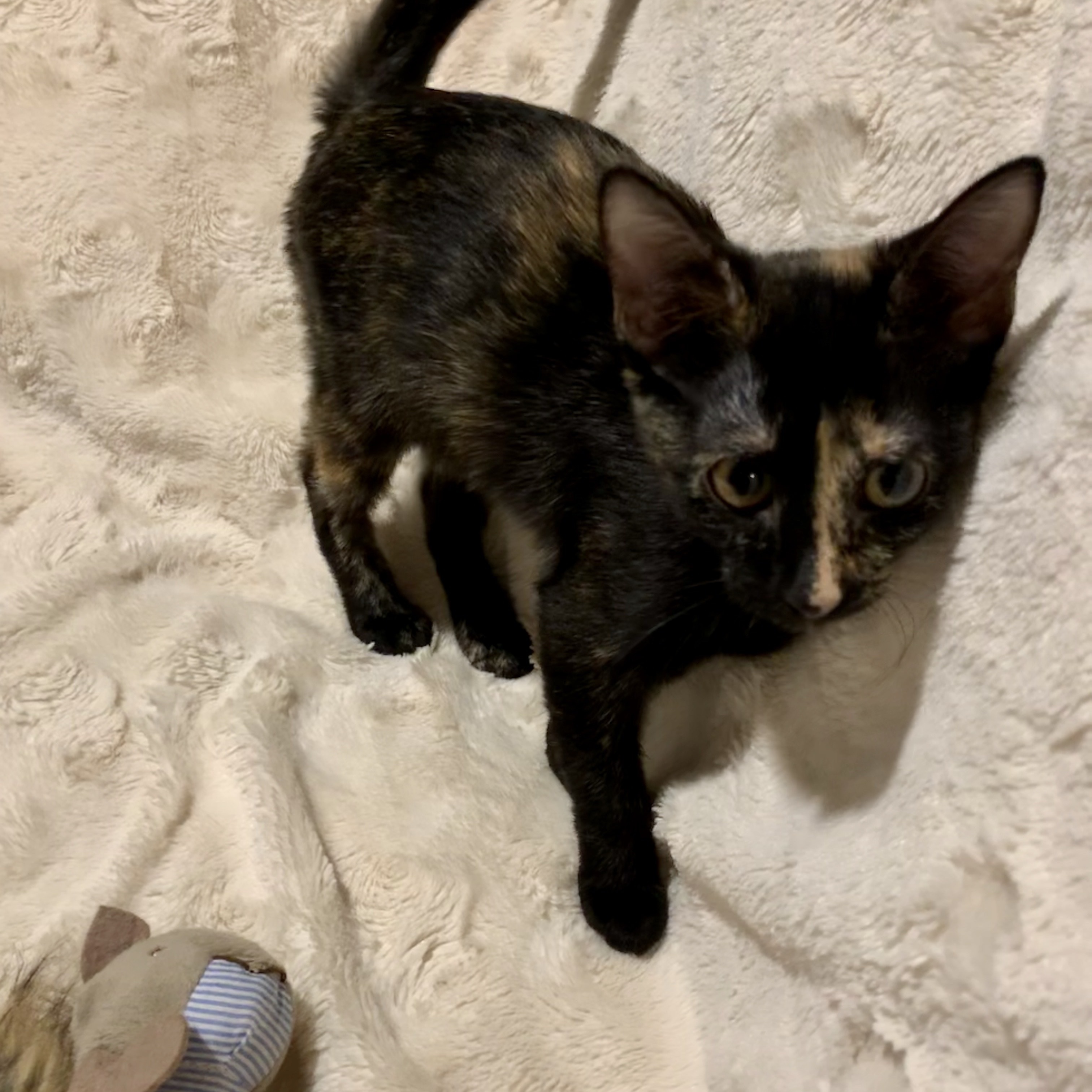 Enlarge Poppy, a Adoptable Tortoiseshell in Katy, TX image 2/6