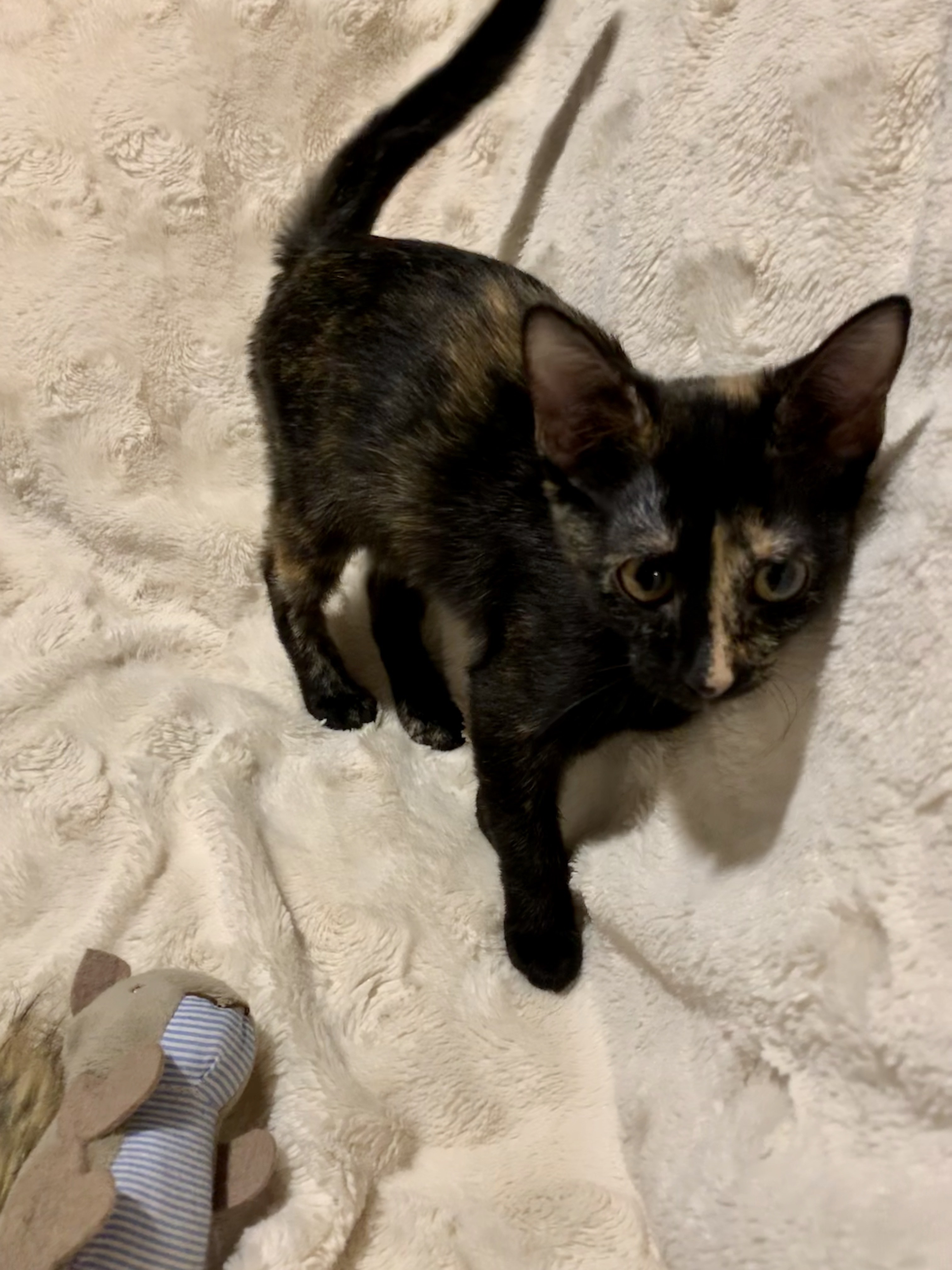 Enlarge Poppy, a Adoptable Tortoiseshell in kingwood, TX image 1/6