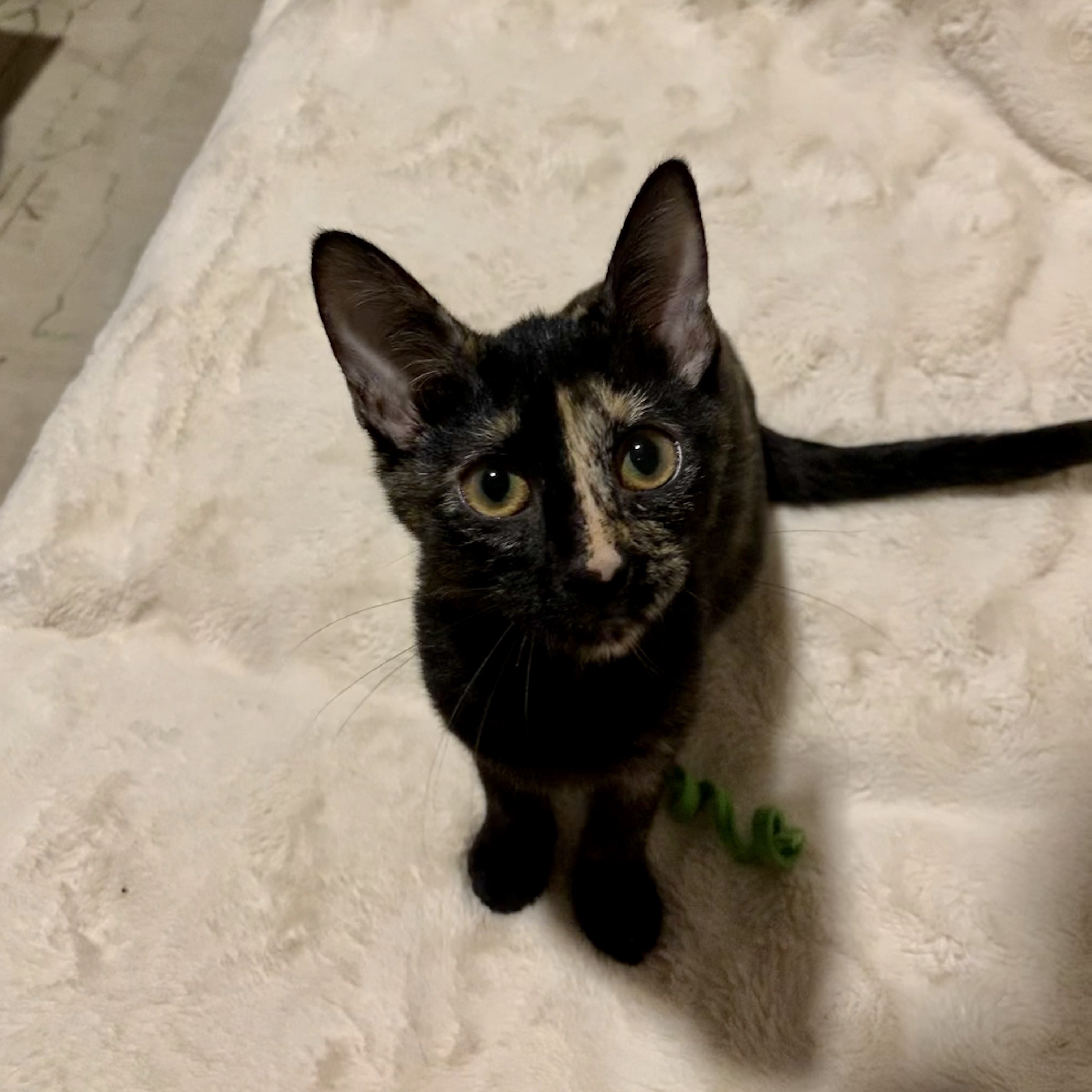 Enlarge Poppy, a Adoptable Tortoiseshell in Katy, TX image 3/6