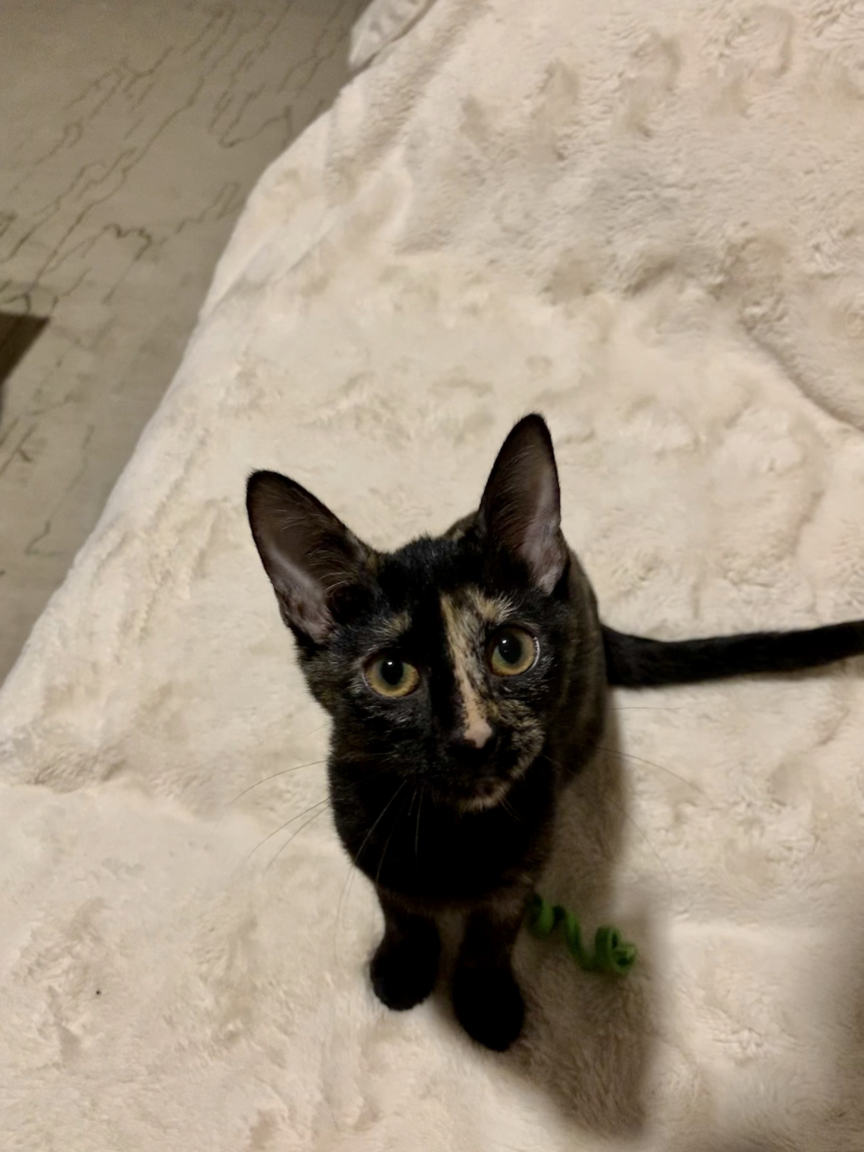 Enlarge Poppy, a Adoptable Tortoiseshell in kingwood, TX image 2/6