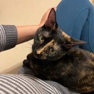 Enlarge Poppy, a Adoptable Tortoiseshell in Katy, TX image 1/6