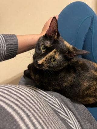 Enlarge Poppy, a Adoptable Tortoiseshell in kingwood, TX image 3/6