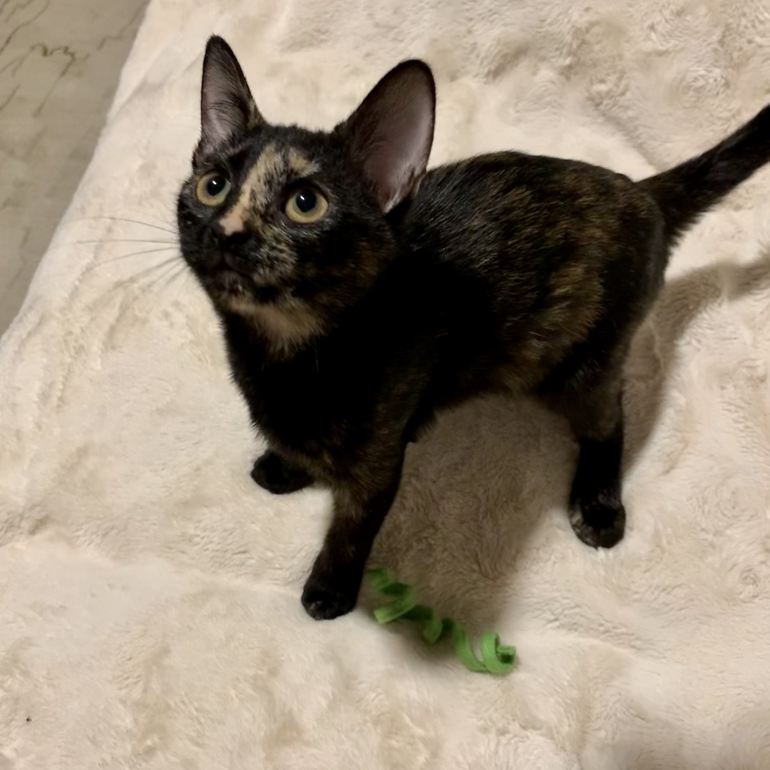 Enlarge Poppy, a Adoptable Tortoiseshell in Katy, TX image 4/6