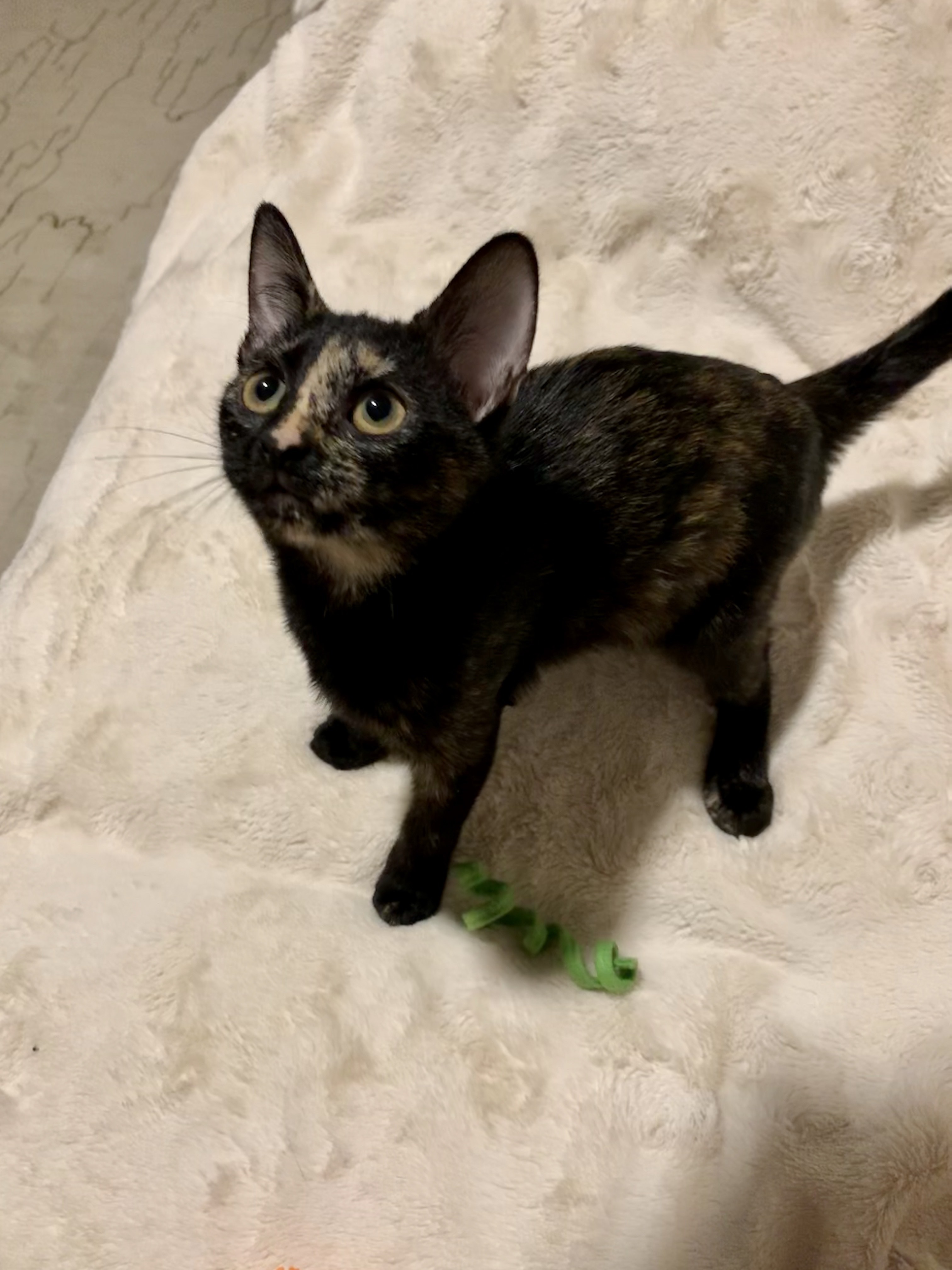 Enlarge Poppy, a Adoptable Tortoiseshell in kingwood, TX image 4/6