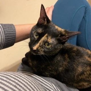 Enlarge Poppy, a Adoptable Tortoiseshell in Katy, TX image 5/6