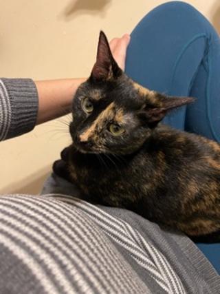 Enlarge Poppy, a Adoptable Tortoiseshell in kingwood, TX image 5/6