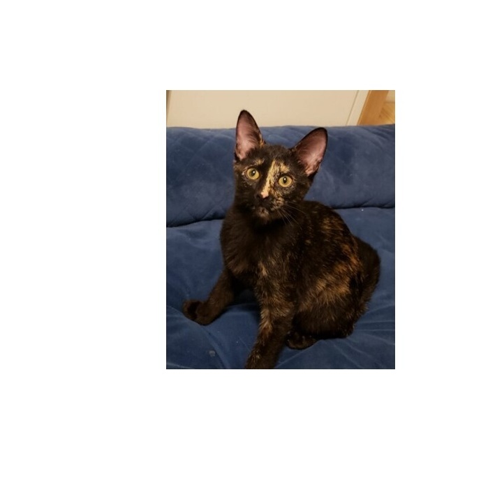 Enlarge Poppy, a Adoptable Tortoiseshell in Katy, TX image 6/6