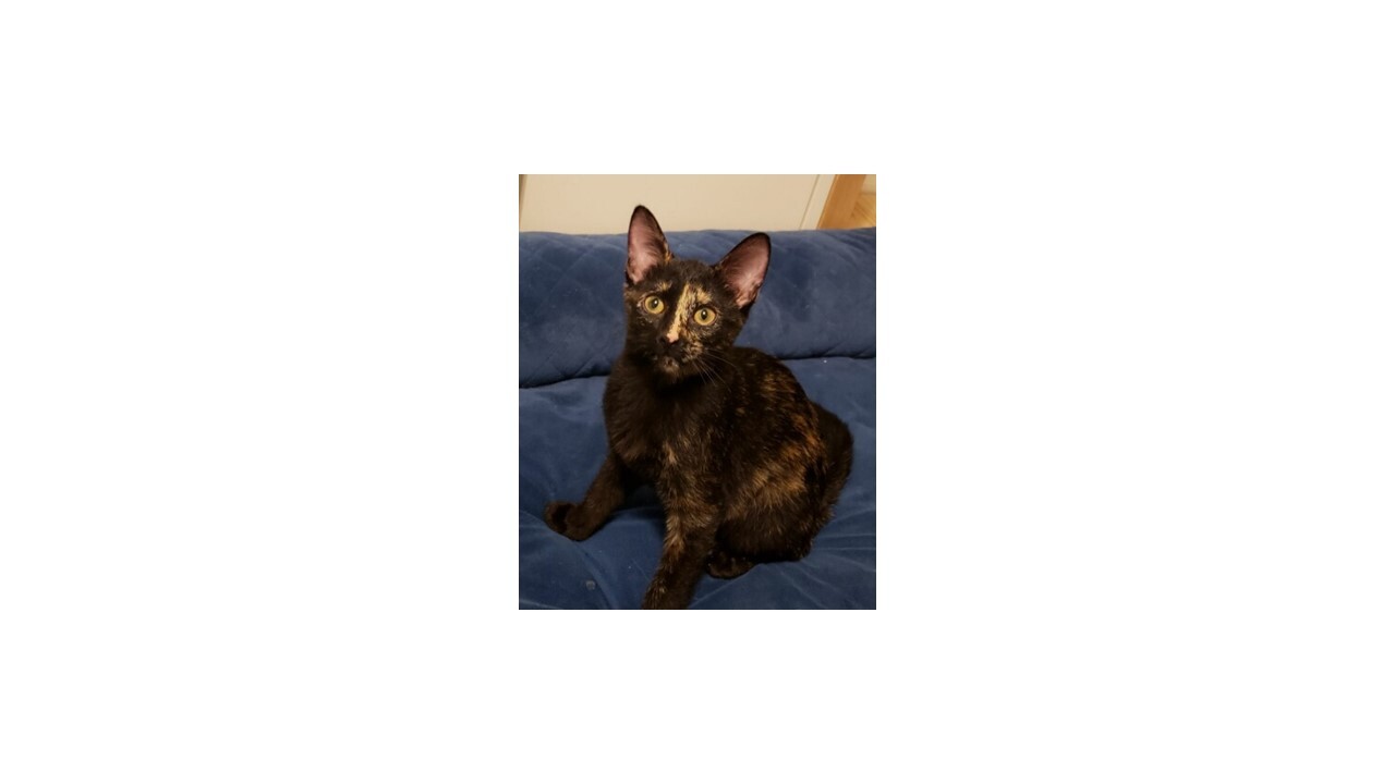 Enlarge Poppy, a Adoptable Tortoiseshell in kingwood, TX image 6/6