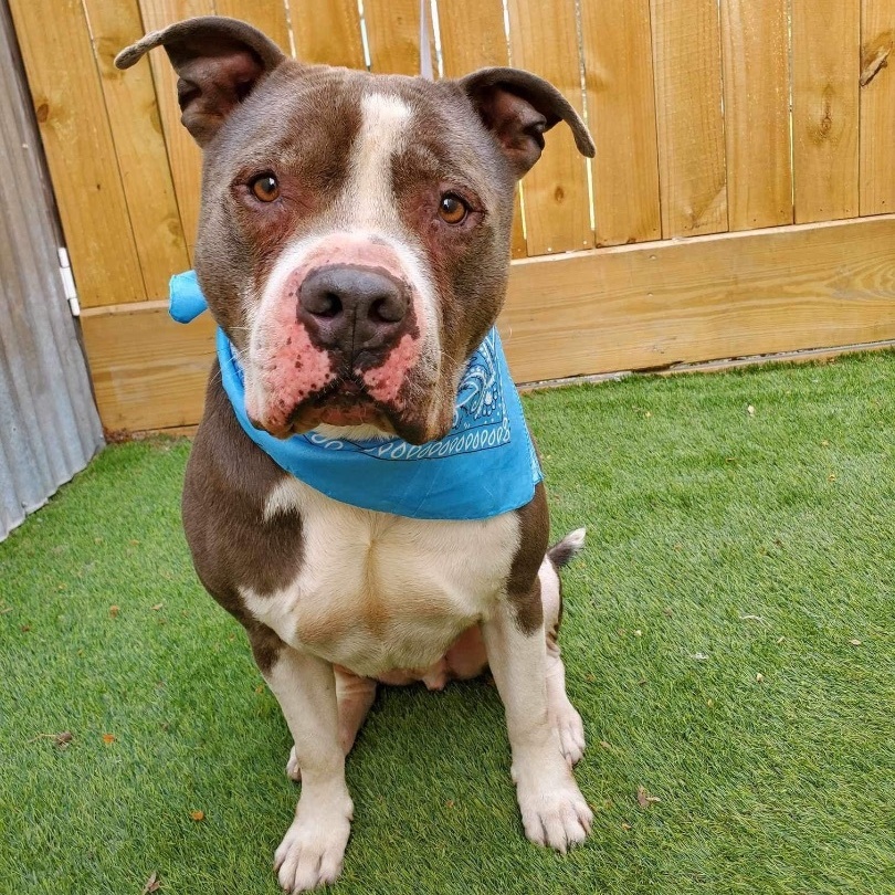 Dog for adoption Tiny, an American Staffordshire Terrier in