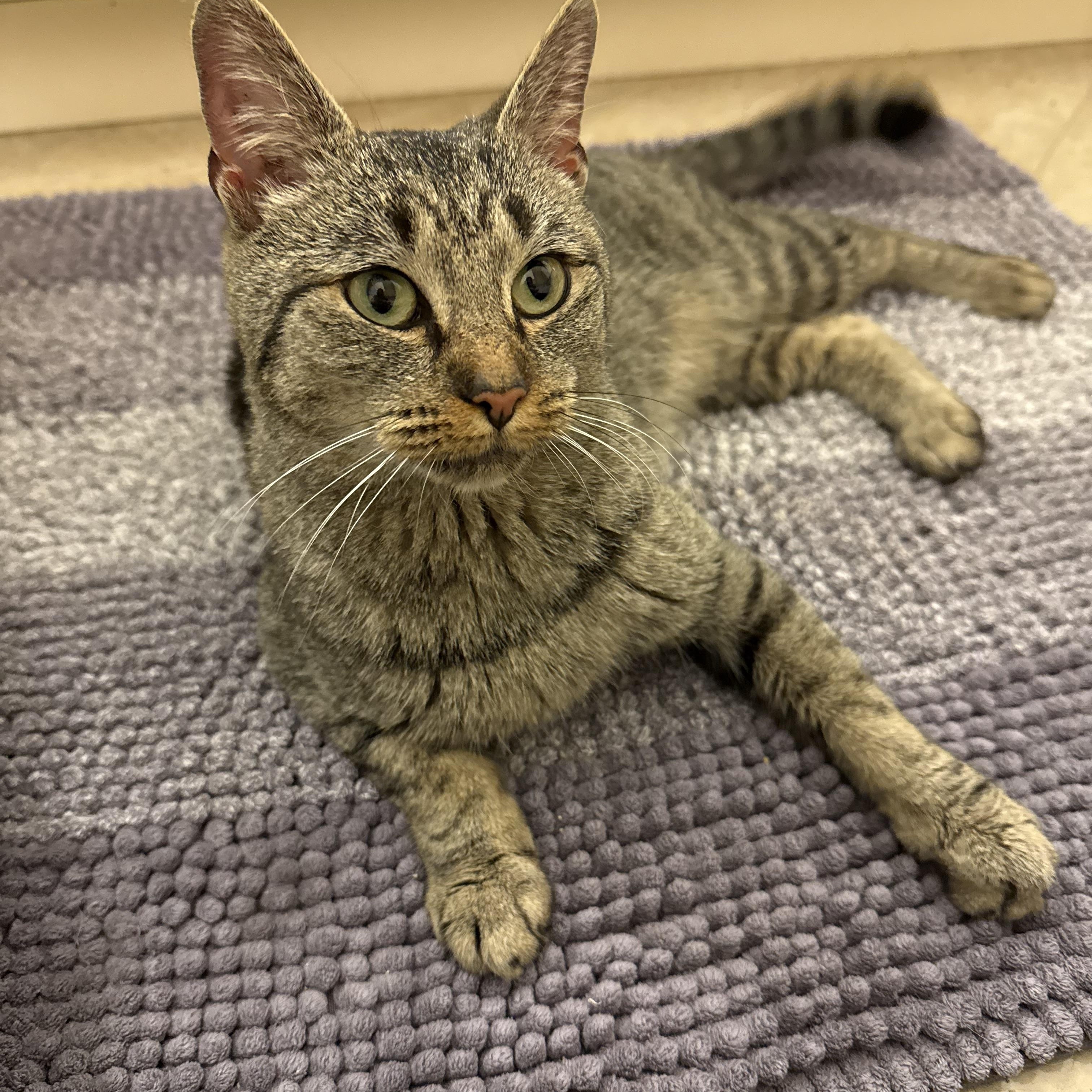 Enlarge Daisy, a ADOPTABLE Tabby in Closter, NJ image 1/5