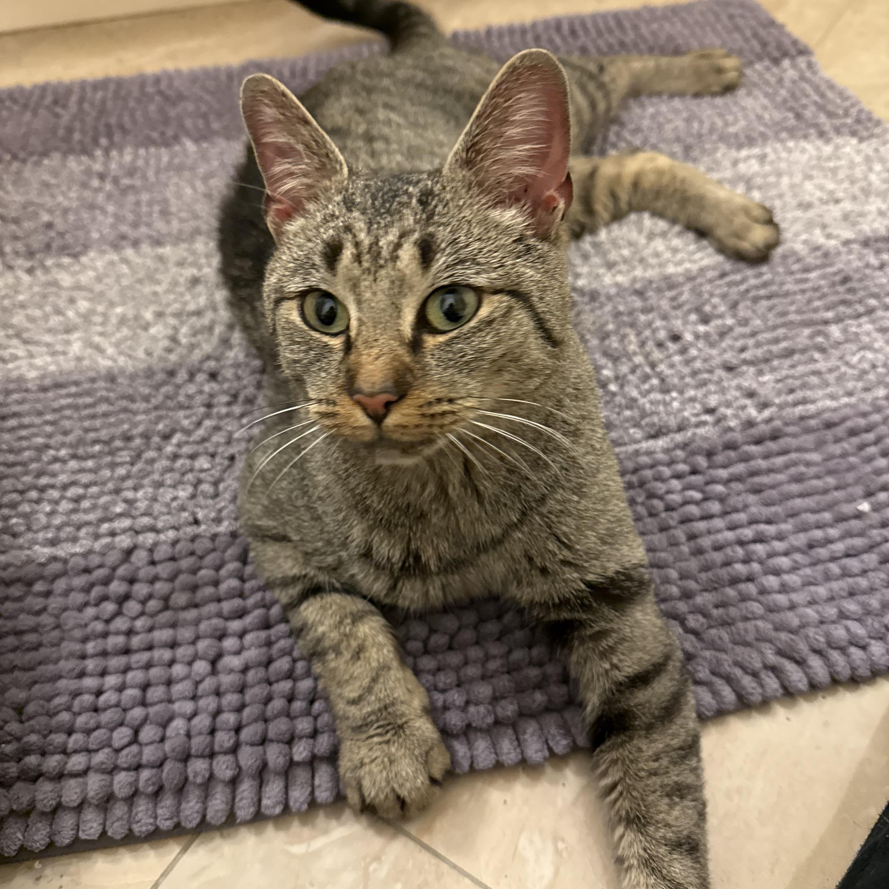 Enlarge Daisy, a ADOPTABLE Tabby in Closter, NJ image 3/5