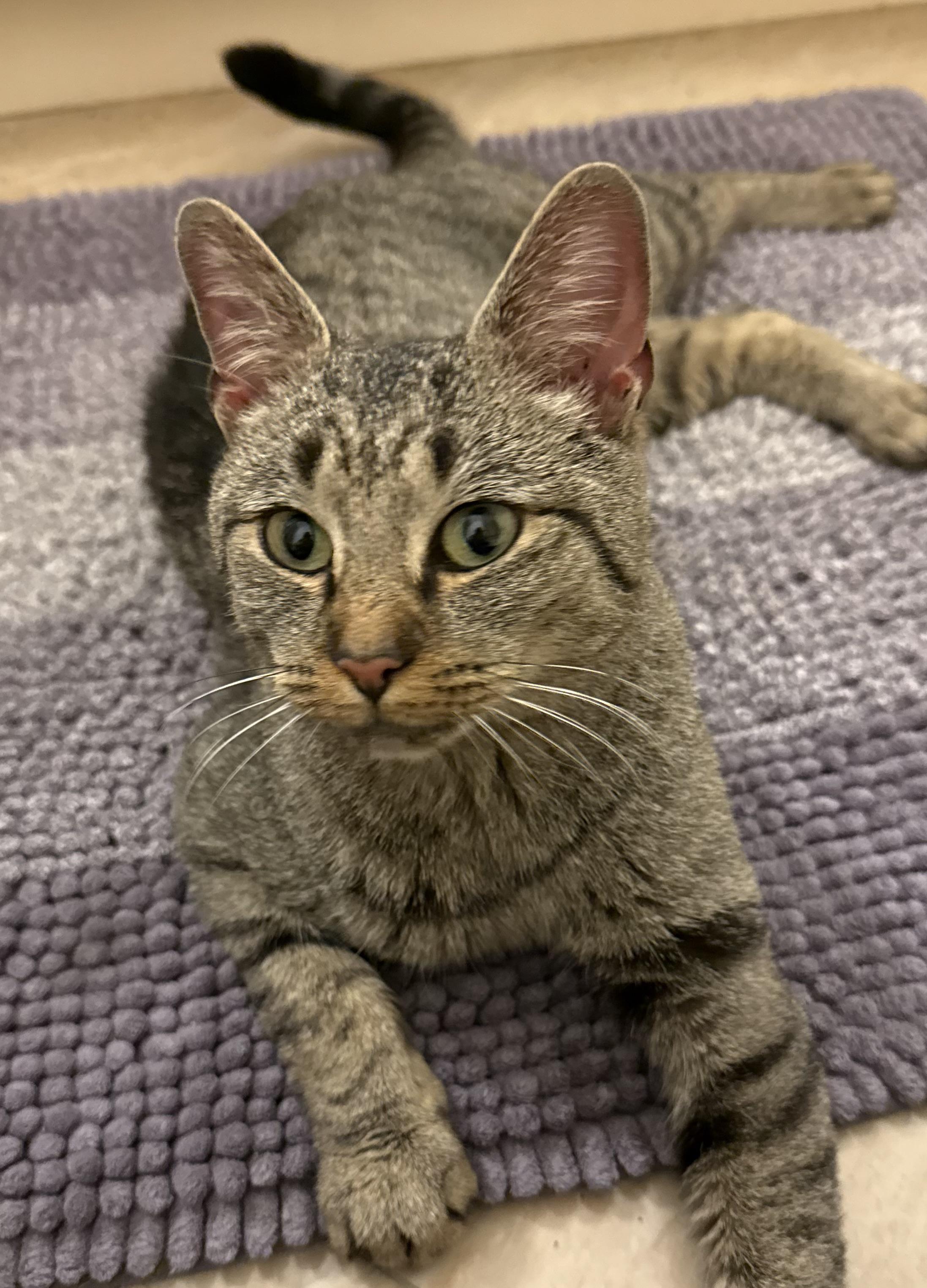 Enlarge Daisy, a ADOPTABLE Tabby in Closter, NJ image 4/5