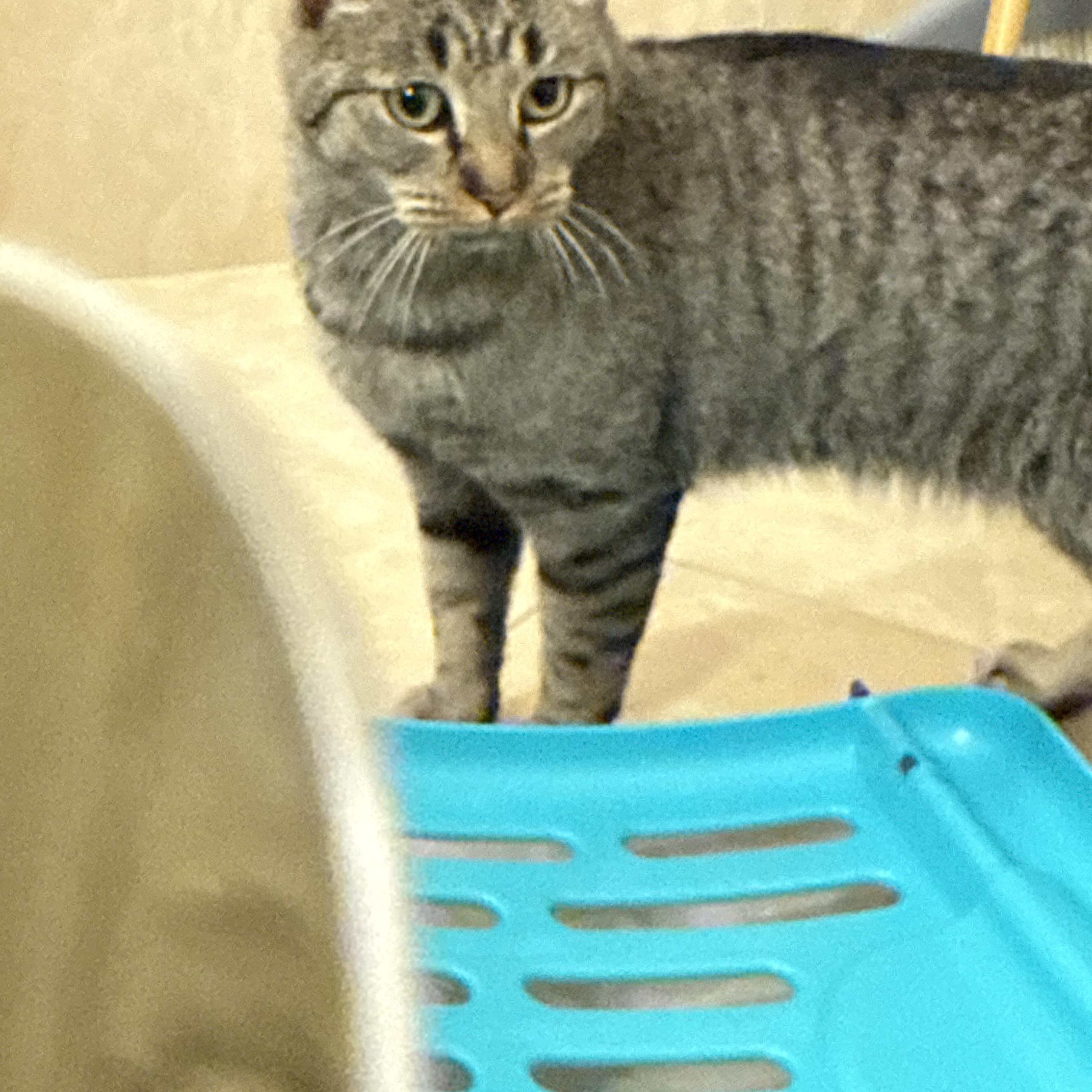 Enlarge Daisy, a ADOPTABLE Tabby in Closter, NJ image 2/5