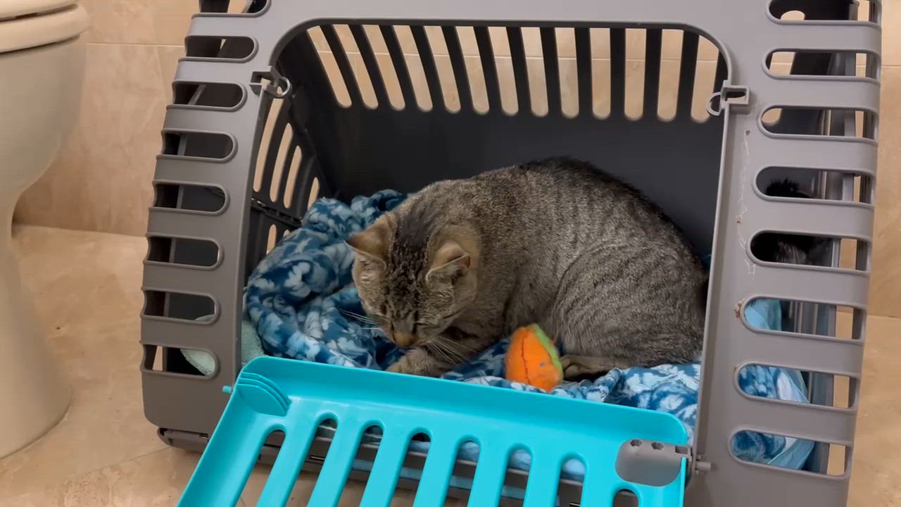 Enlarge Daisy, a ADOPTABLE Tabby in Closter, NJ video 5/5