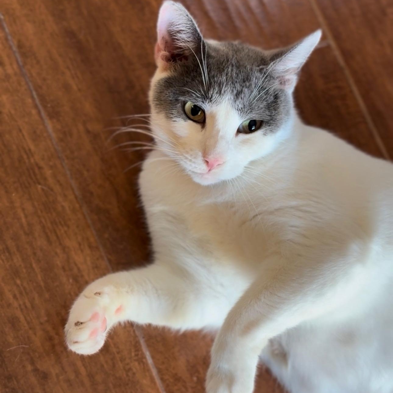 Mirabelle, a ADOPTABLE mixed breed in South Park, PA image 1/2