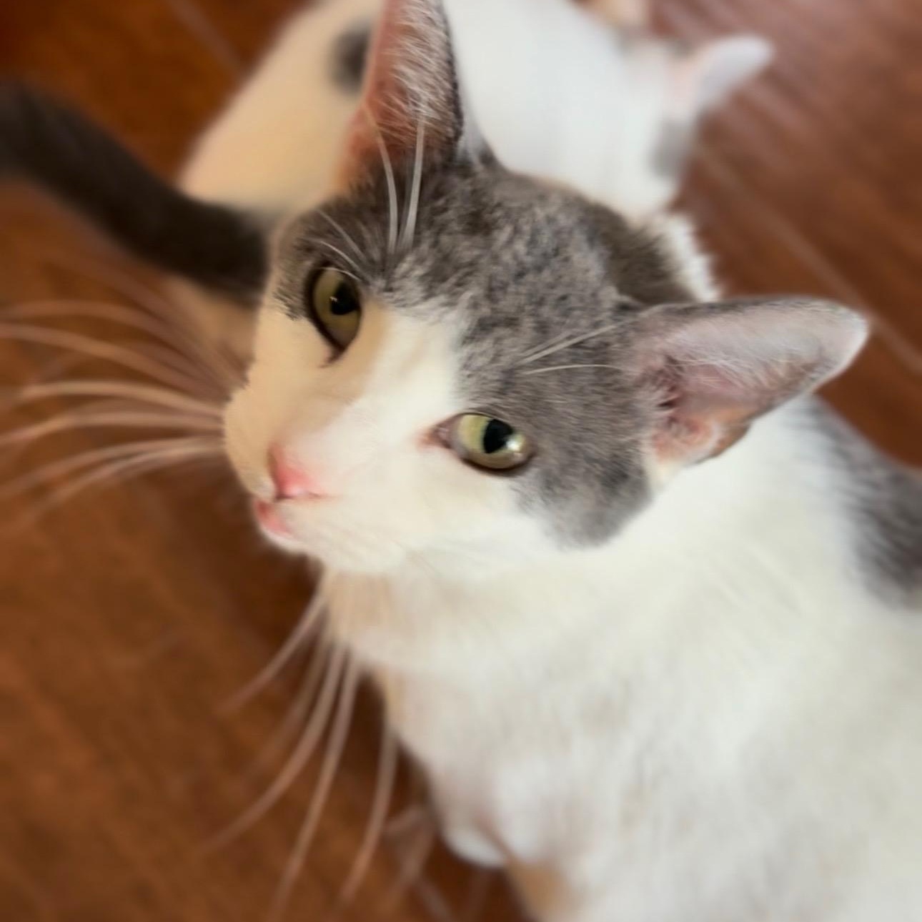 Mirabelle, a ADOPTABLE mixed breed in South Park, PA image 2/2