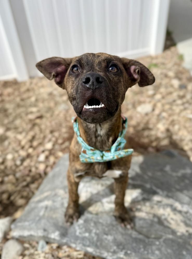 Bode, Adoptable, Puppy Male Boxer & Hound.