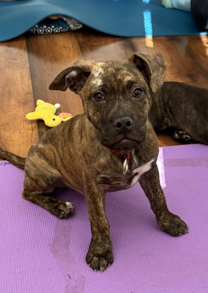 Bode, Adoptable, Puppy Male Boxer & Hound.