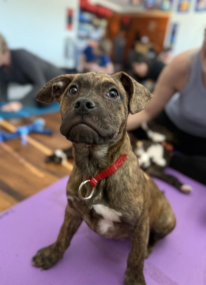 Bode, a Adoptable mixed breed in Littleton, CO image 4/6