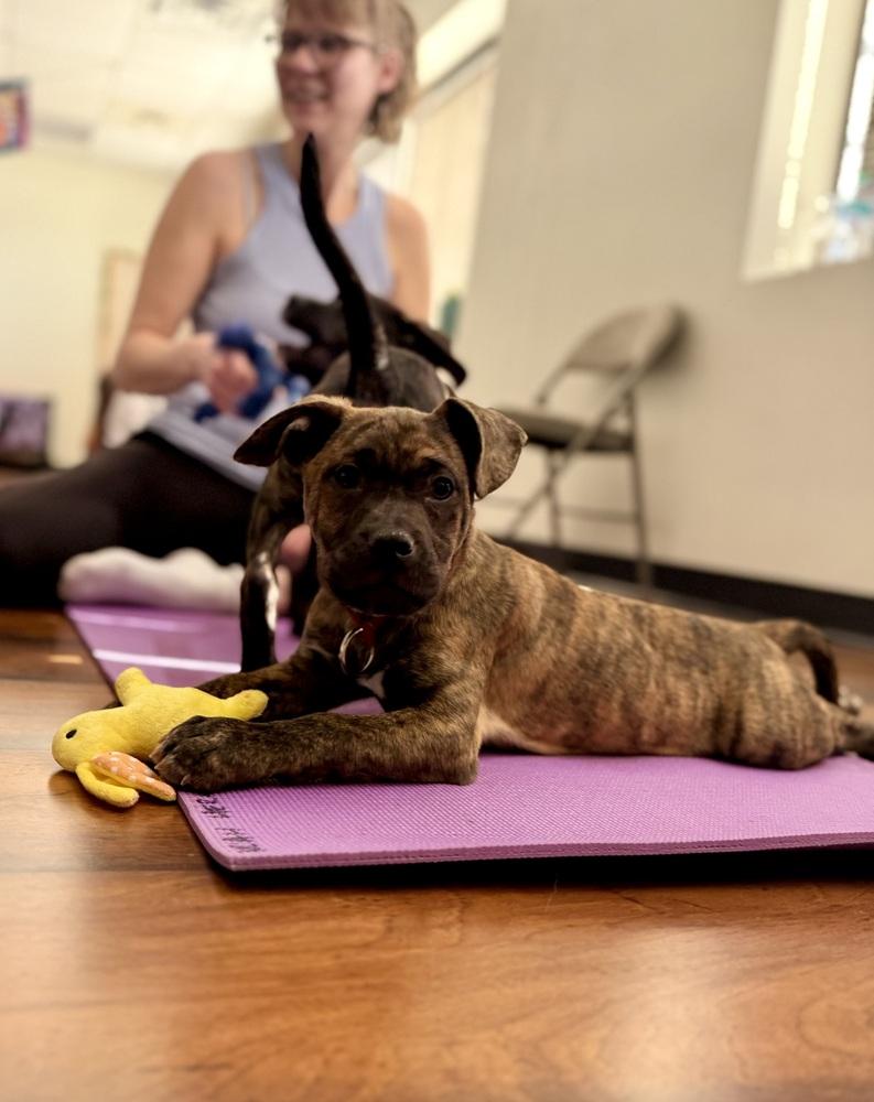 Bode, a Adoptable mixed breed in Littleton, CO image 5/6